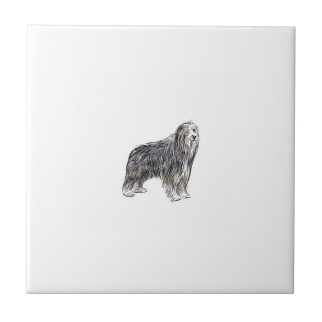 Teja barbuda del collie (Frente)