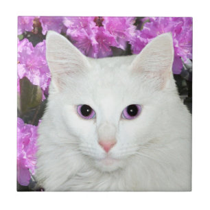 Teja blanca de la cara del gato