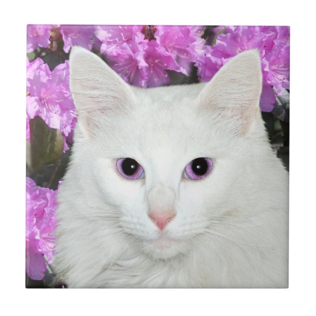 Teja blanca de la cara del gato (Frente)