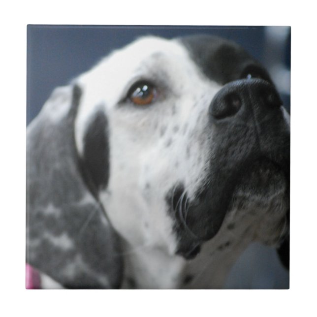 Teja blanco y negro del perro del indicador (Frente)