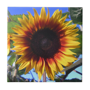 Teja brillante del girasol