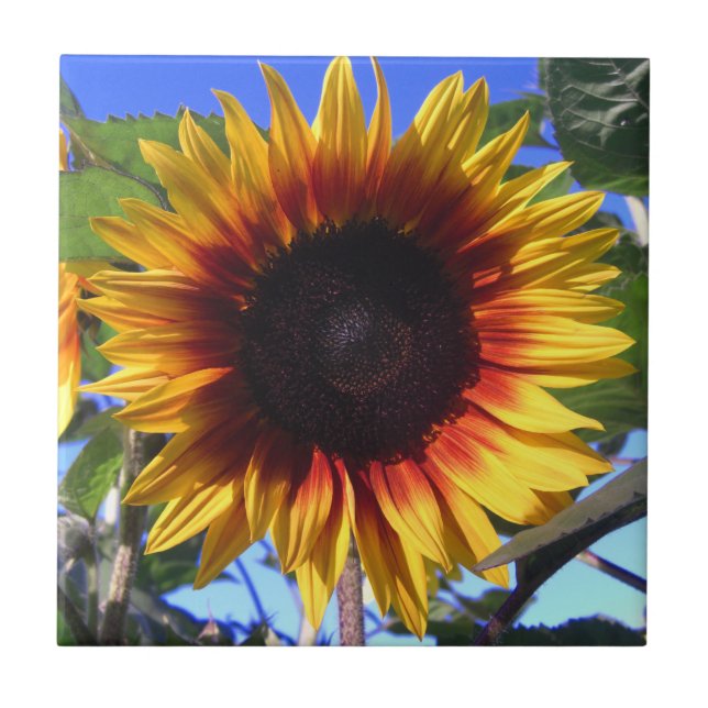 Teja brillante del girasol (Frente)