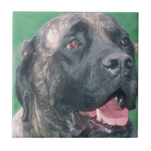 Teja Brindle de Bullmastiff