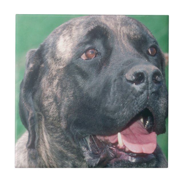 Teja Brindle de Bullmastiff (Frente)