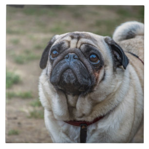 Teja cerámica de perro puerro