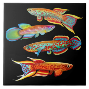 Teja colorida del Killifish