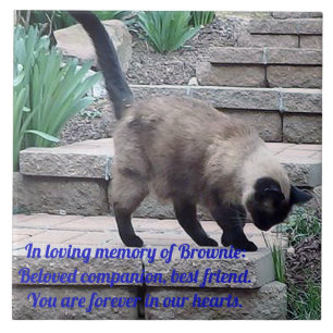 Teja conmemorativa del mascota, gato del punto del
