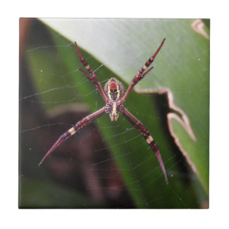 Teja cruzada de la araña de St Andrew
