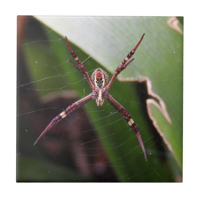 Teja cruzada de la araña de St Andrew (Frente)