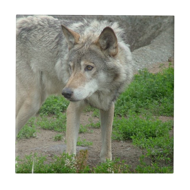 Teja cuidadosa del lobo (Frente)