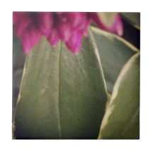 Teja Daphne de la flora