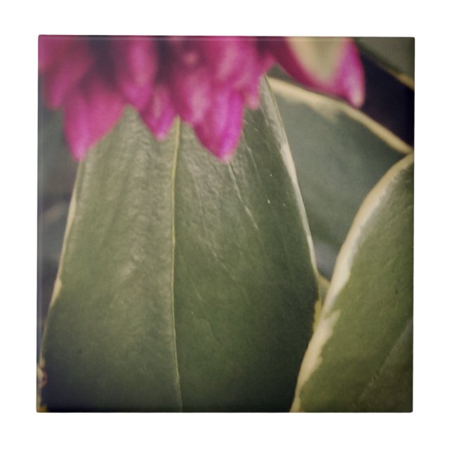 Teja Daphne de la flora (Frente)