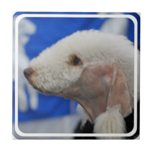 Teja de Bedlington Terrier