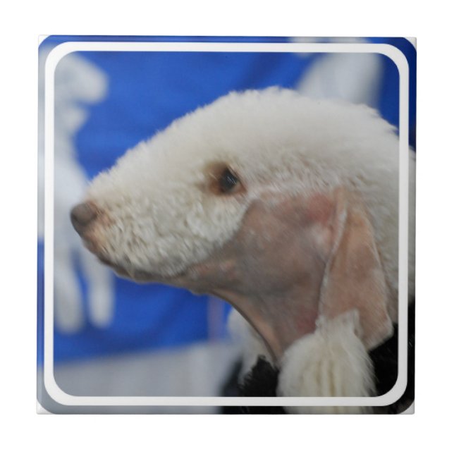 Teja de Bedlington Terrier (Frente)