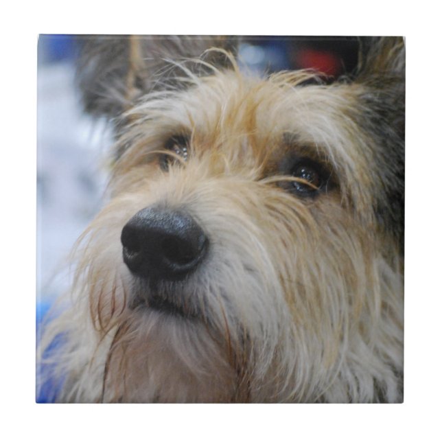 Teja de Berger Picard (Frente)