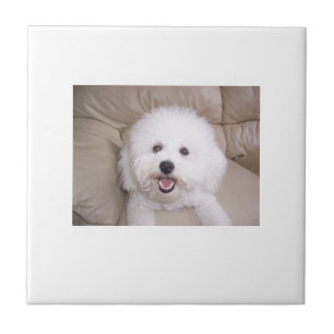 Teja de Bichon Frise