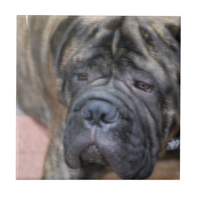 Teja de Bullmastiff (Frente)