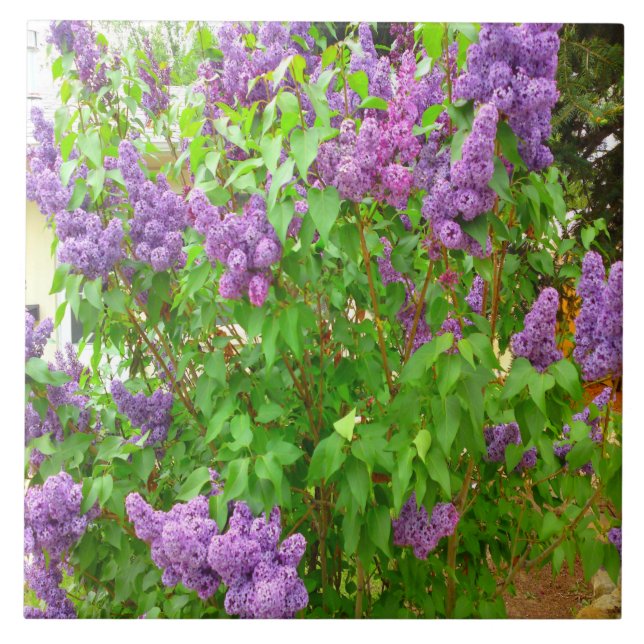 Teja de Bush de lila (Frente)