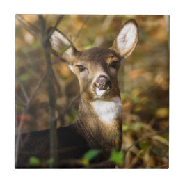 Teja de cerámica Blanco-Atada de la foto de los
