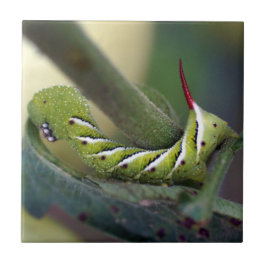 Teja de cerámica de la foto de Hornworm