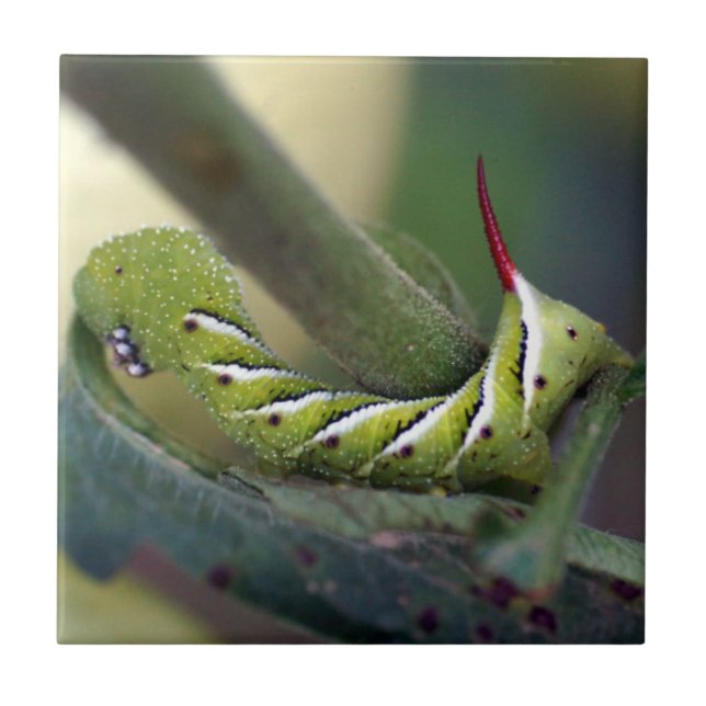Teja de cerámica de la foto de Hornworm (Frente)
