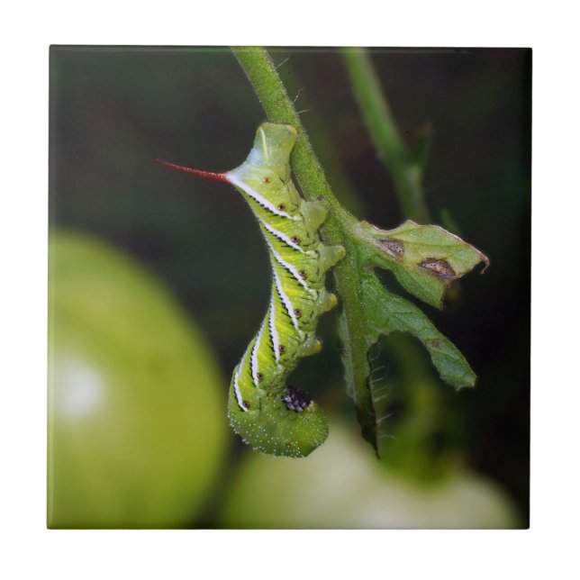 Teja de cerámica de la foto de Hornworm (Frente)
