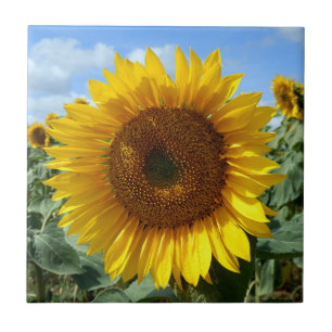 Teja de cerámica de la foto del girasol