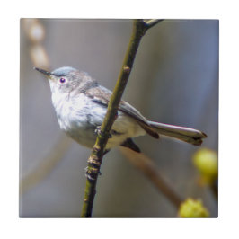Teja de cerámica de la foto del Gnatcatcher