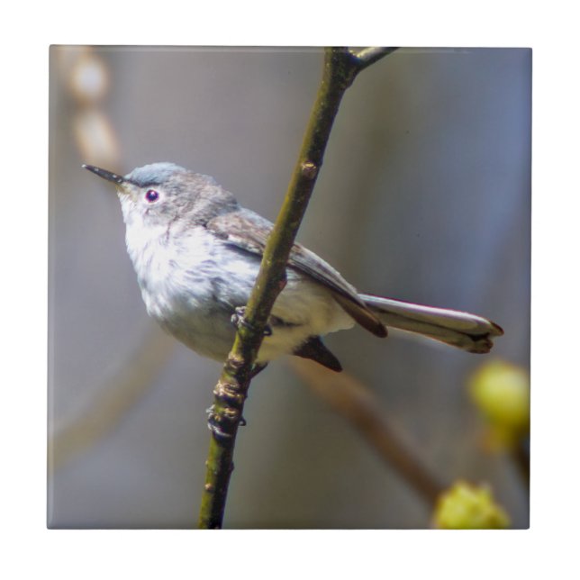 Teja de cerámica de la foto del Gnatcatcher (Frente)