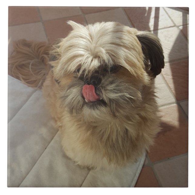 Teja de cerámica de perro Shih Tzu (Frente)