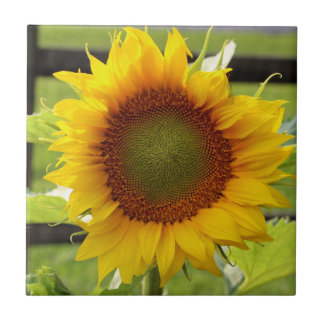 Teja de cerámica del girasol