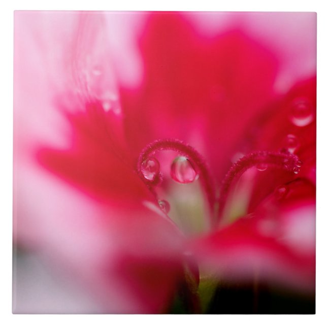 Teja de cerámica grande de la foto "cogida " (Frente)