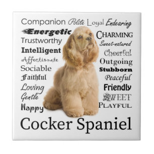 Teja de cocker spaniel