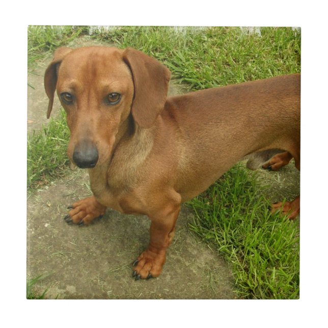 Teja de Daschund (Frente)