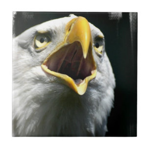 Teja de Eagle Screach