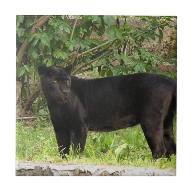 Teja de establecimiento del paso de la pantera (Frente)