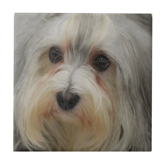 Teja de Havanese (Frente)