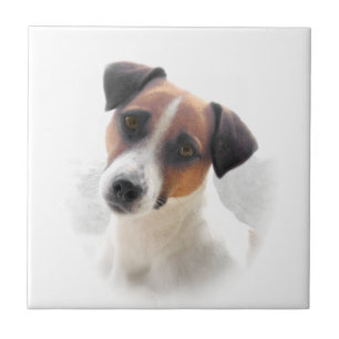 Teja de Jack Russel Terrier
