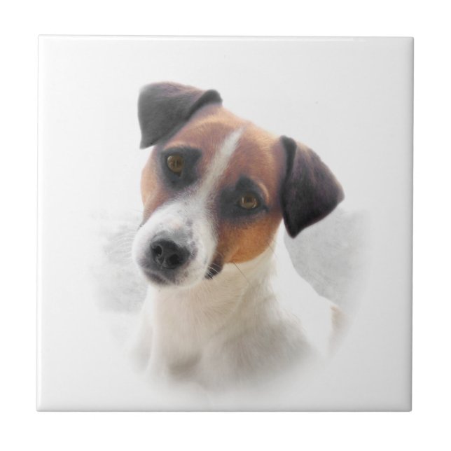 Teja de Jack Russel Terrier (Frente)