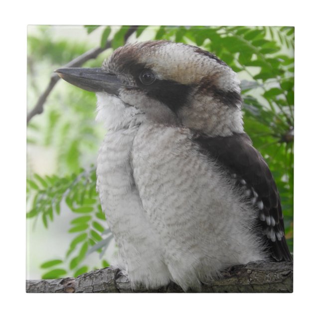 Teja de Kookaburra (Frente)