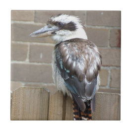 Teja de Kookaburra