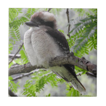 Teja de Kookaburra