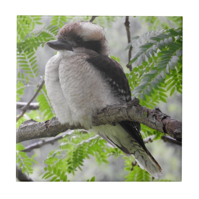 Teja de Kookaburra (Frente)