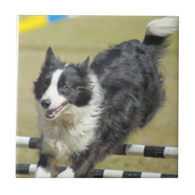 Teja de la agilidad del border collie (Frente)