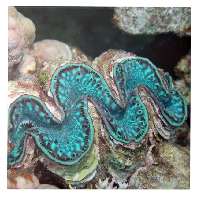 Teja de la almeja gigante (Frente)