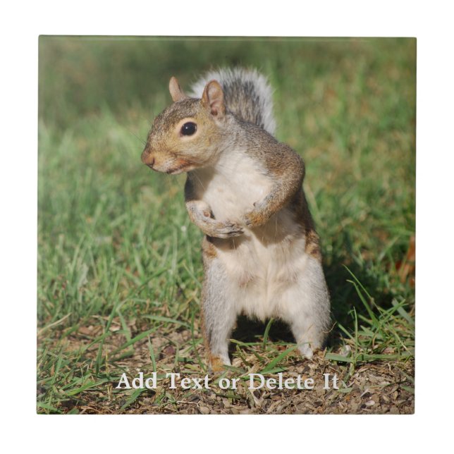 Teja de la ardilla de gris del este (Frente)