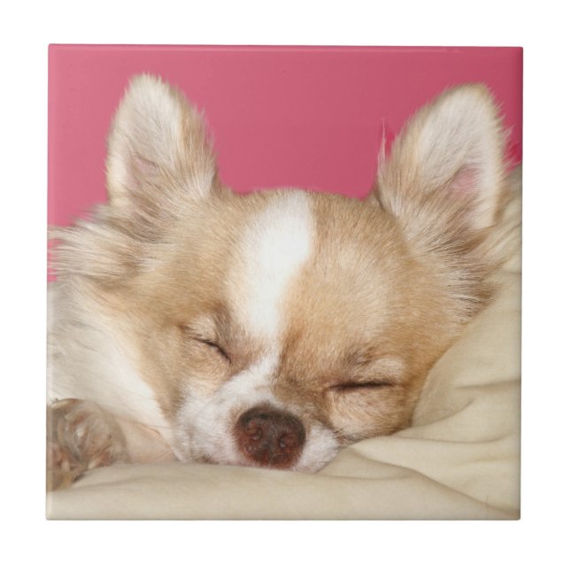 Teja de la cara de la chihuahua (Frente)