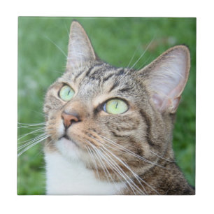 Teja de la cara del gato de Tabby