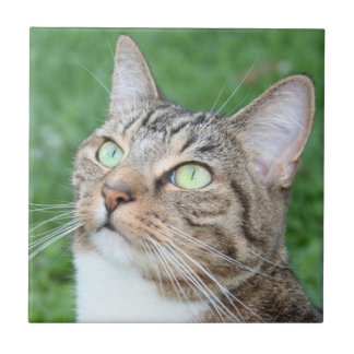 Teja de la cara del gato de Tabby