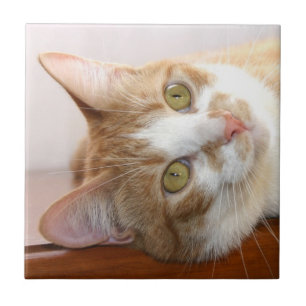 Teja de la cara del gato de Tabby